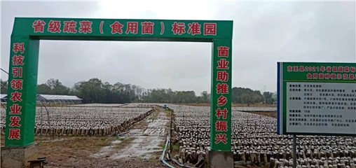 东至县创建省级蔬菜园 深化初加工，绘就乡村振兴新蓝图