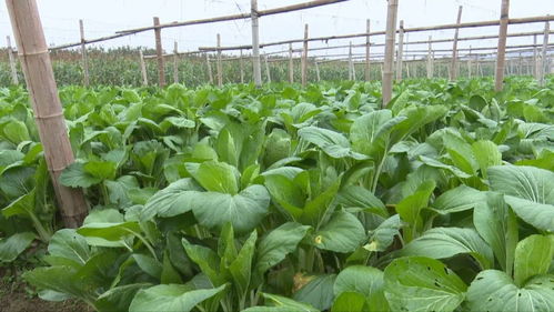 富阳农产品 手机一扫，身世无隐私，食用农产品初加工全透明