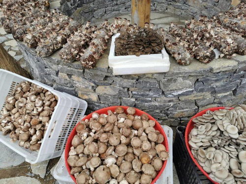 直击丨城口特色农产品亮相2020重庆城口 中国农民丰收节 食用农产品初加工