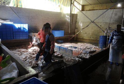 执法快讯 无照加工销售食用农产品被立案查处——初加工环节也须依法合规