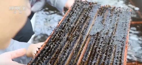 采收时节产销旺，初加工串起特色农产品致富路