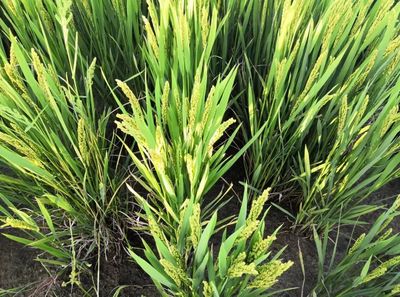 安心餐桌，品质守护——宁海新一批无公害农产品及初加工品名单公布